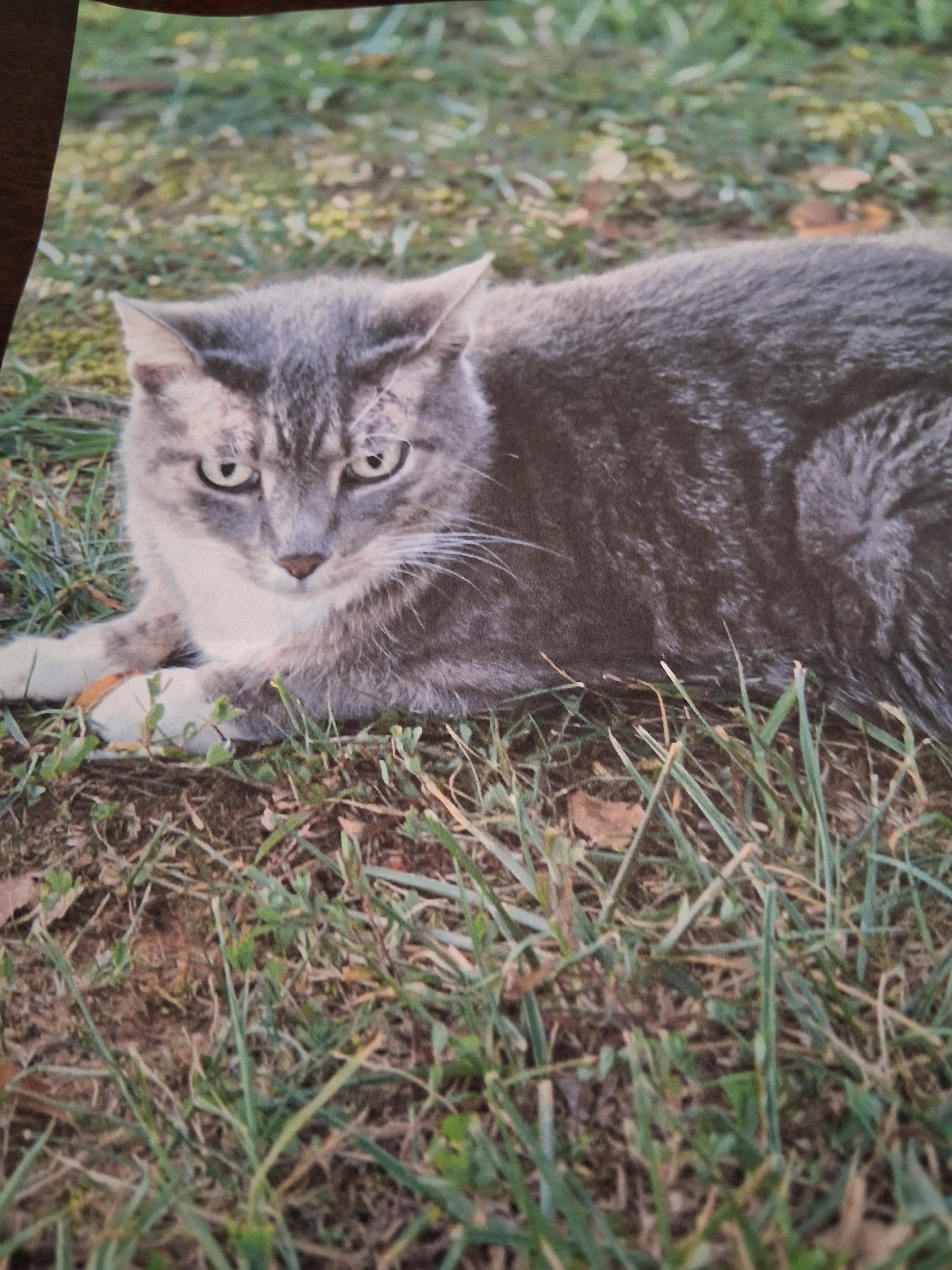 Lola, Adoptable, Senior Female Domestic Short Hair.