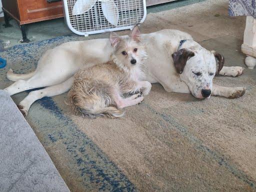 Belle, Adoptable, Young Female Catahoula Leopard Dog.