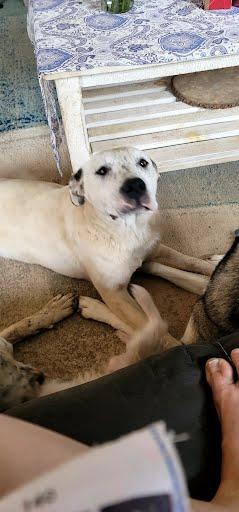Enlarge Belle, a Adoptable Catahoula Leopard Dog in Elk, WA image 2/4