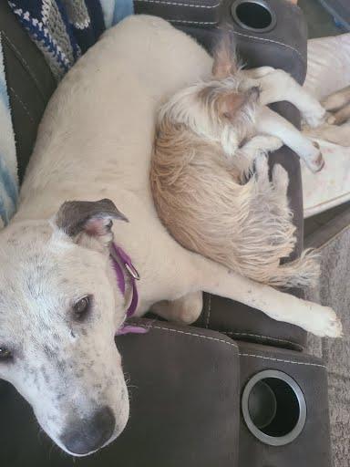 Enlarge Belle, a Adoptable Catahoula Leopard Dog in Elk, WA image 3/4