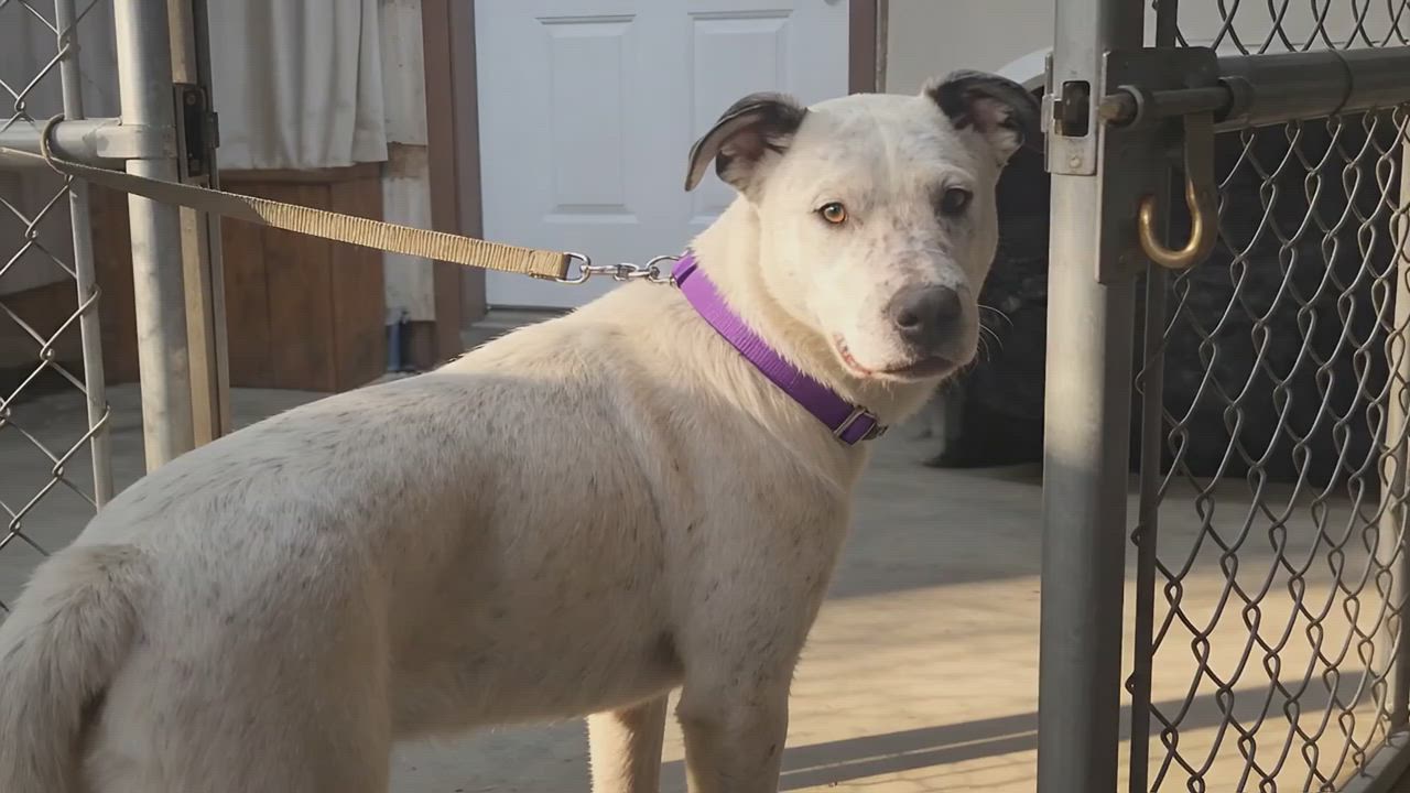Enlarge Belle, a Adoptable Catahoula Leopard Dog in Elk, WA video 4/4