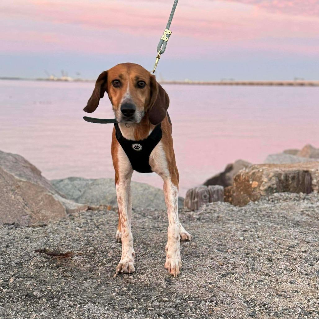 Enlarge Howlena, a Adoptable Foxhound in Chesapeake, VA image 1/3