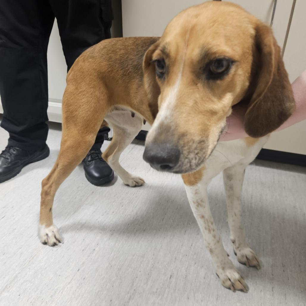 Howlena, Adoptable, Adult Female Foxhound.