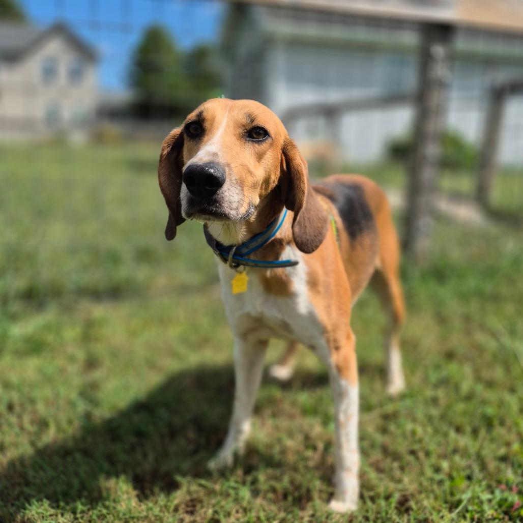 Enlarge Howlena, a Adoptable Foxhound in Chesapeake, VA image 2/3