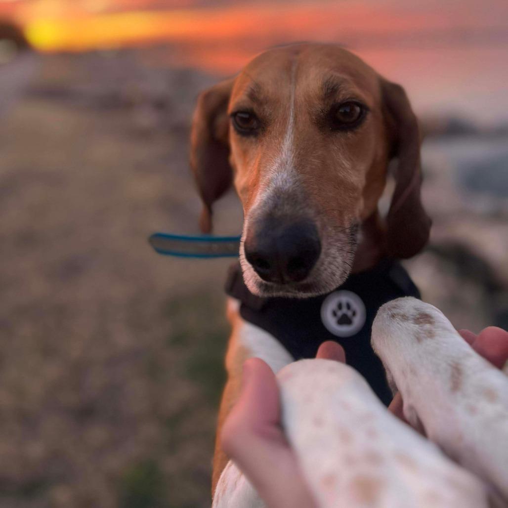 Enlarge Howlena, a Adoptable Foxhound in Chesapeake, VA image 3/3
