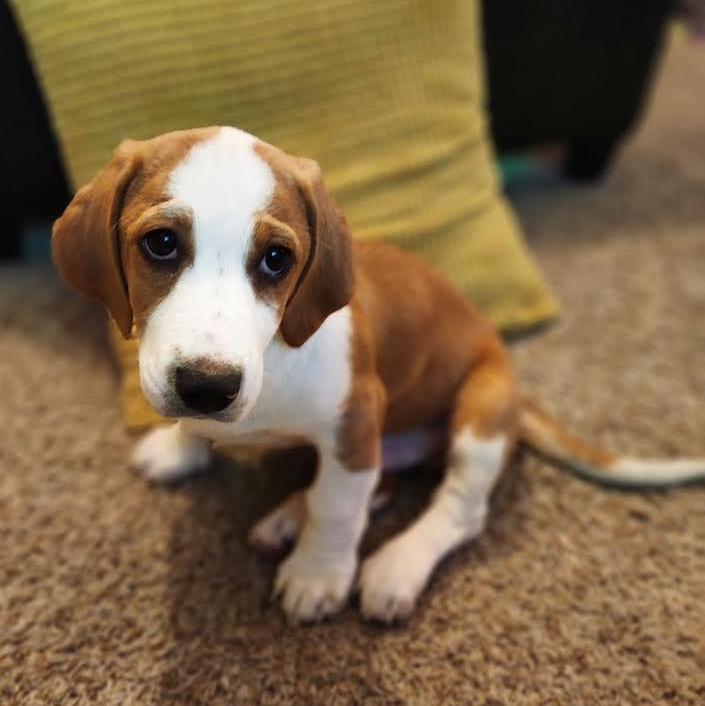 Joshua Tree thumbnail 3