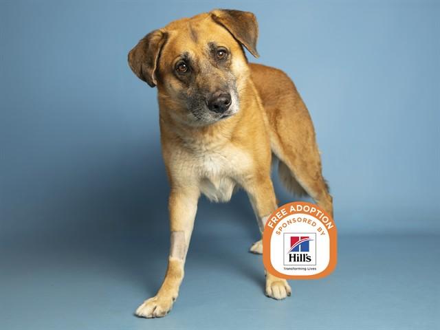 Enlarge KIMBER, a Adoptable mixed breed in Phoenix, AZ image 1/1