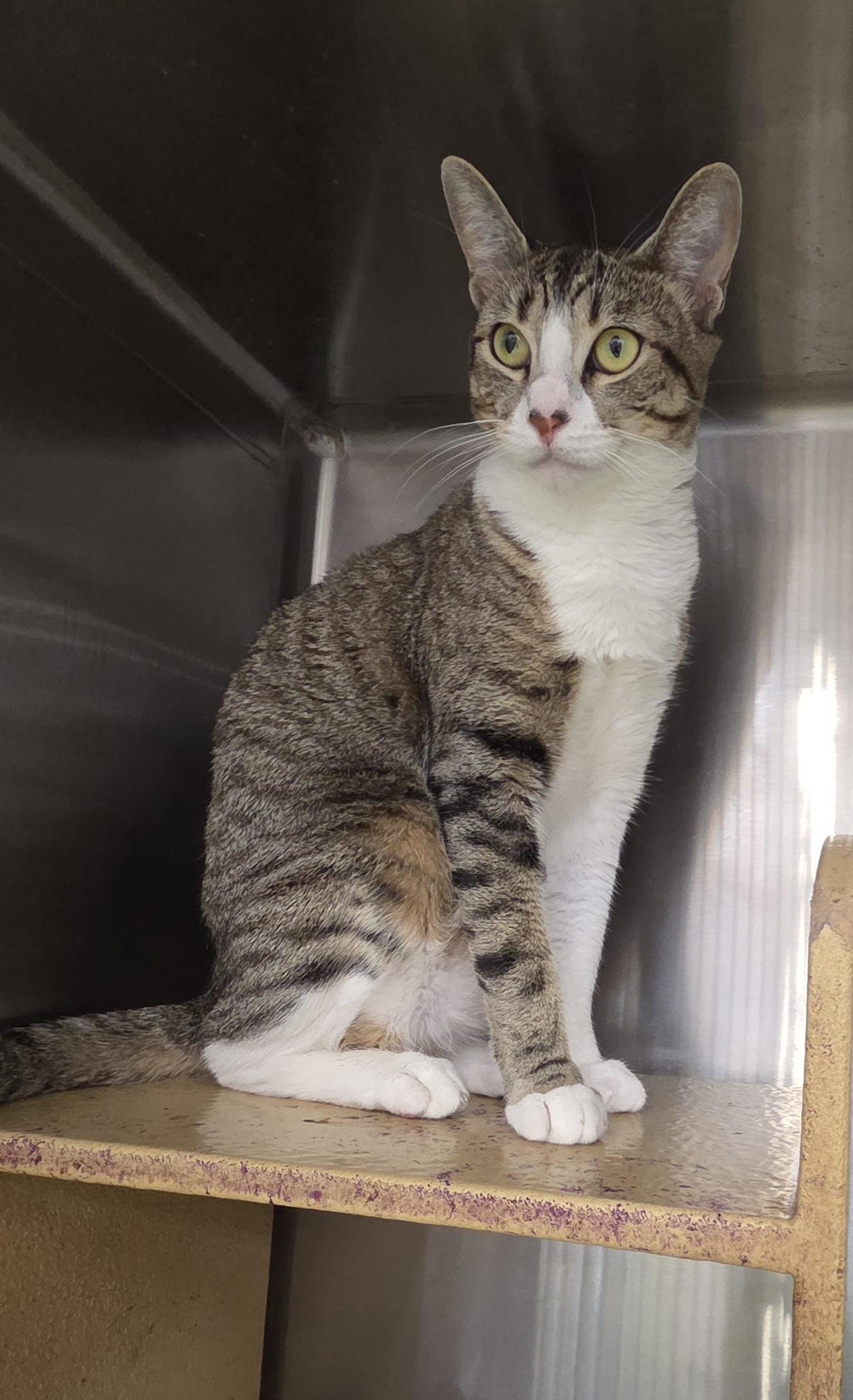 Lucy, Adoptable, Adult Female Domestic Short Hair.