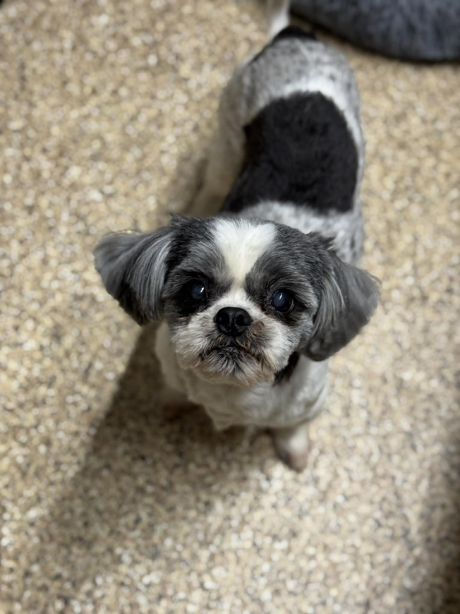 Enlarge Cuddles/lola bonded pair, a ADOPTABLE Shih Tzu in Westerly, RI image 3/5