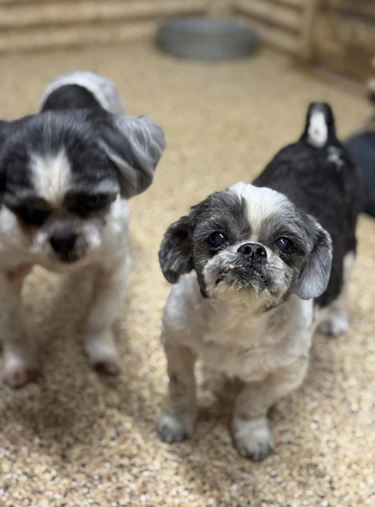Enlarge Cuddles/lola bonded pair, a ADOPTABLE Shih Tzu in Westerly, RI image 2/5