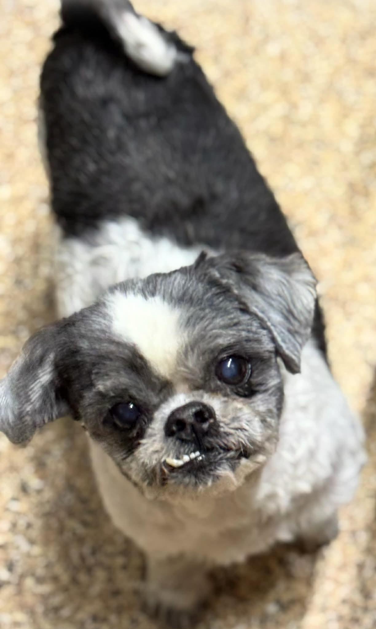 Enlarge Cuddles/lola bonded pair, a ADOPTABLE Shih Tzu in Westerly, RI image 4/5