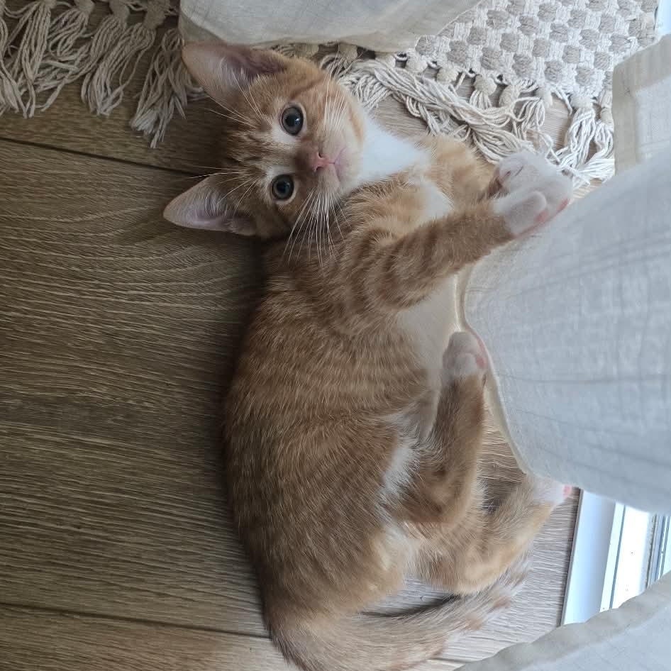 Nemo, adopted, Kitten Male Domestic Short Hair.