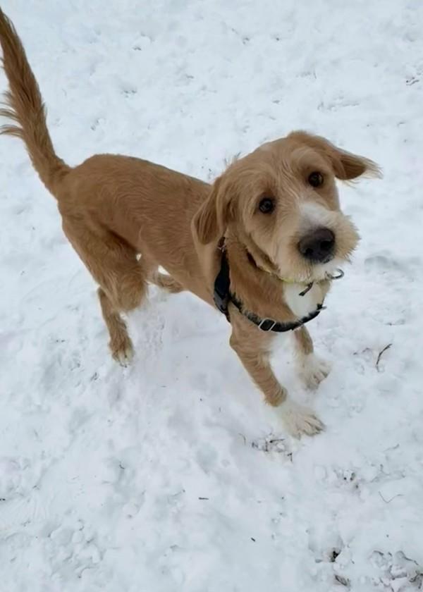 Enlarge John Legend, a Adoptable mixed breed in Skillman, NJ image 1/3