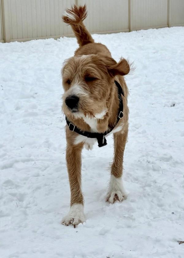 John Legend, Adoptable, Young Male Terrier.