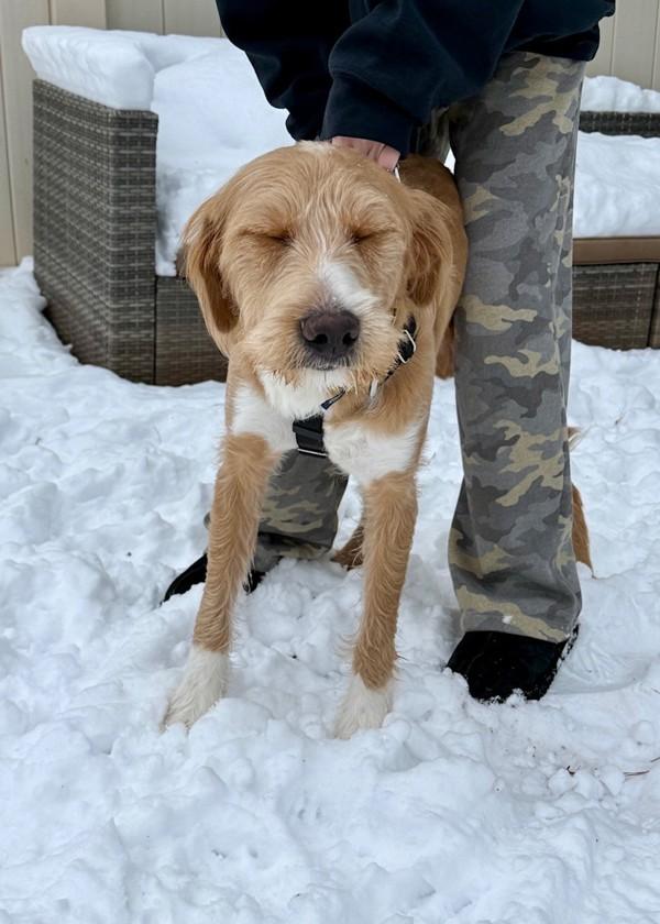Enlarge John Legend, a Adoptable mixed breed in Skillman, NJ image 3/3