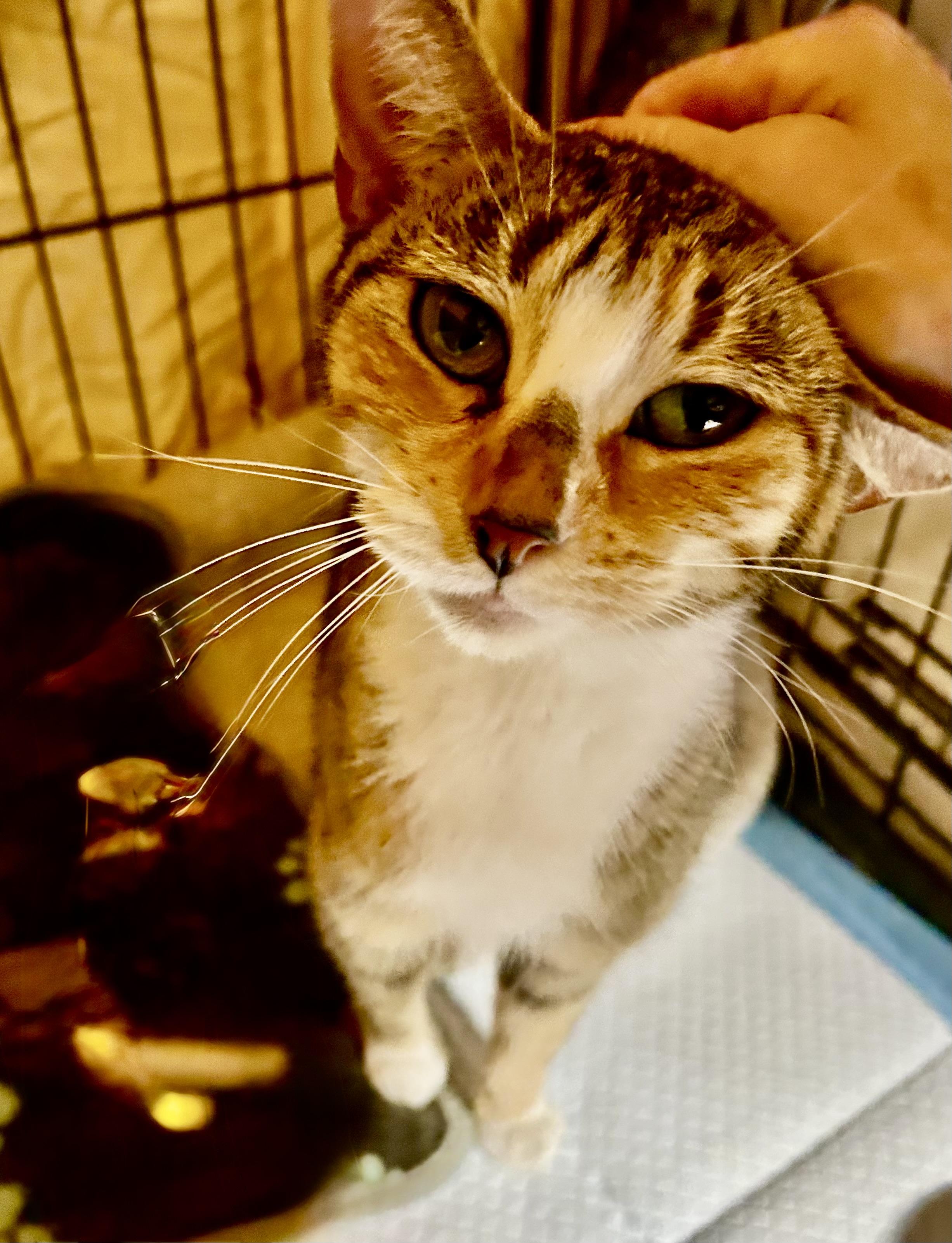 Blair, a Adoptable Domestic Short Hair in Staten Island, NY image 2/5