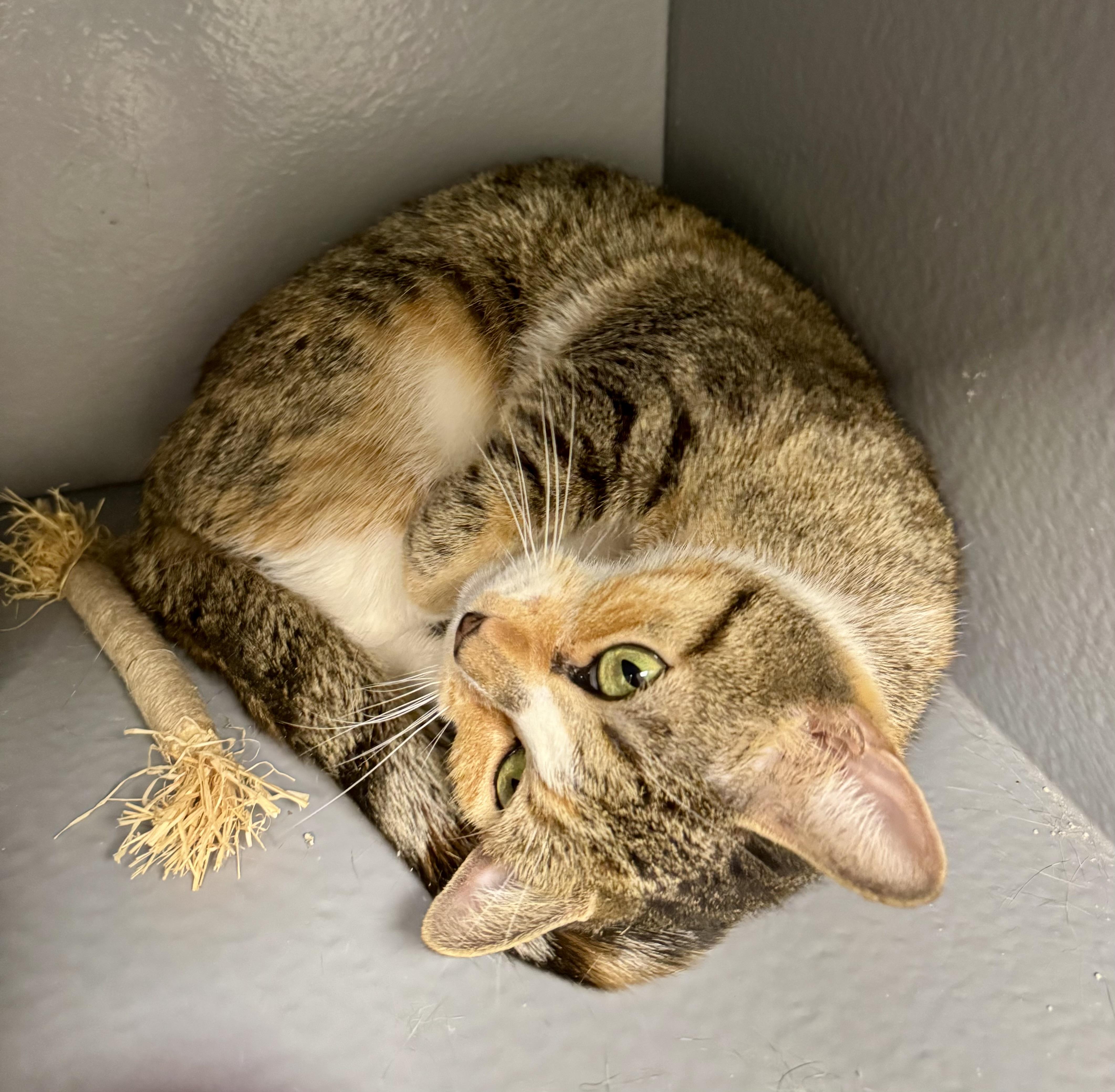 Blair, a Adoptable Domestic Short Hair in Staten Island, NY image 3/5