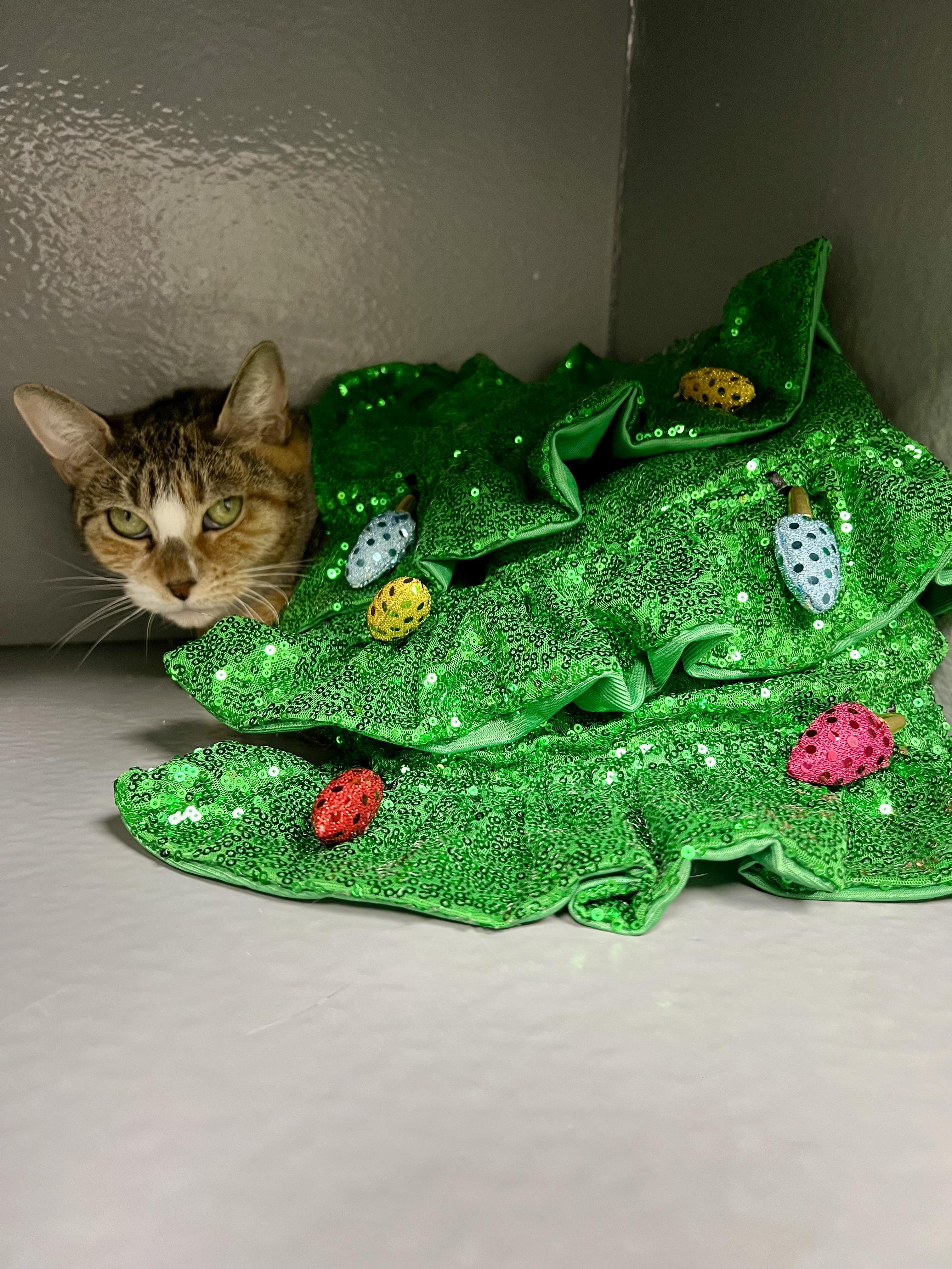 Enlarge Blair, a Adoptable Domestic Short Hair in Staten Island, NY image 6/6