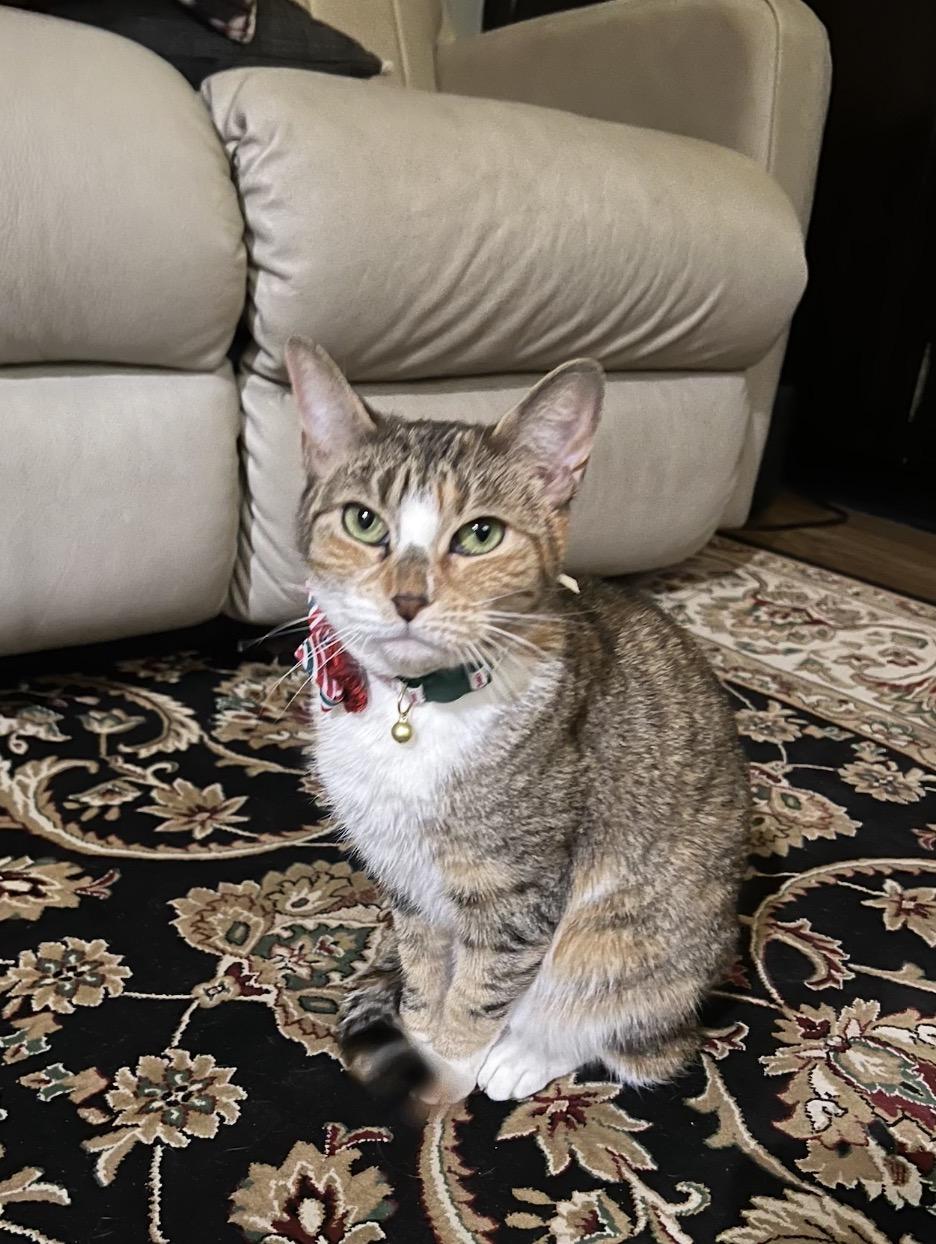 Blair, Adoptable, Adult Female Domestic Short Hair.