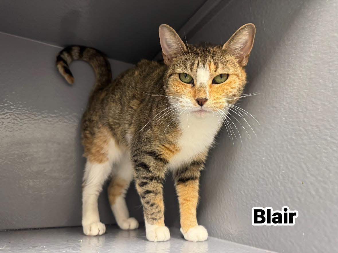 Blair, Adoptable, Adult Female Domestic Short Hair.