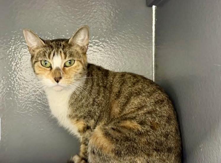 Blair, a Adoptable Domestic Short Hair in Staten Island, NY image 4/5