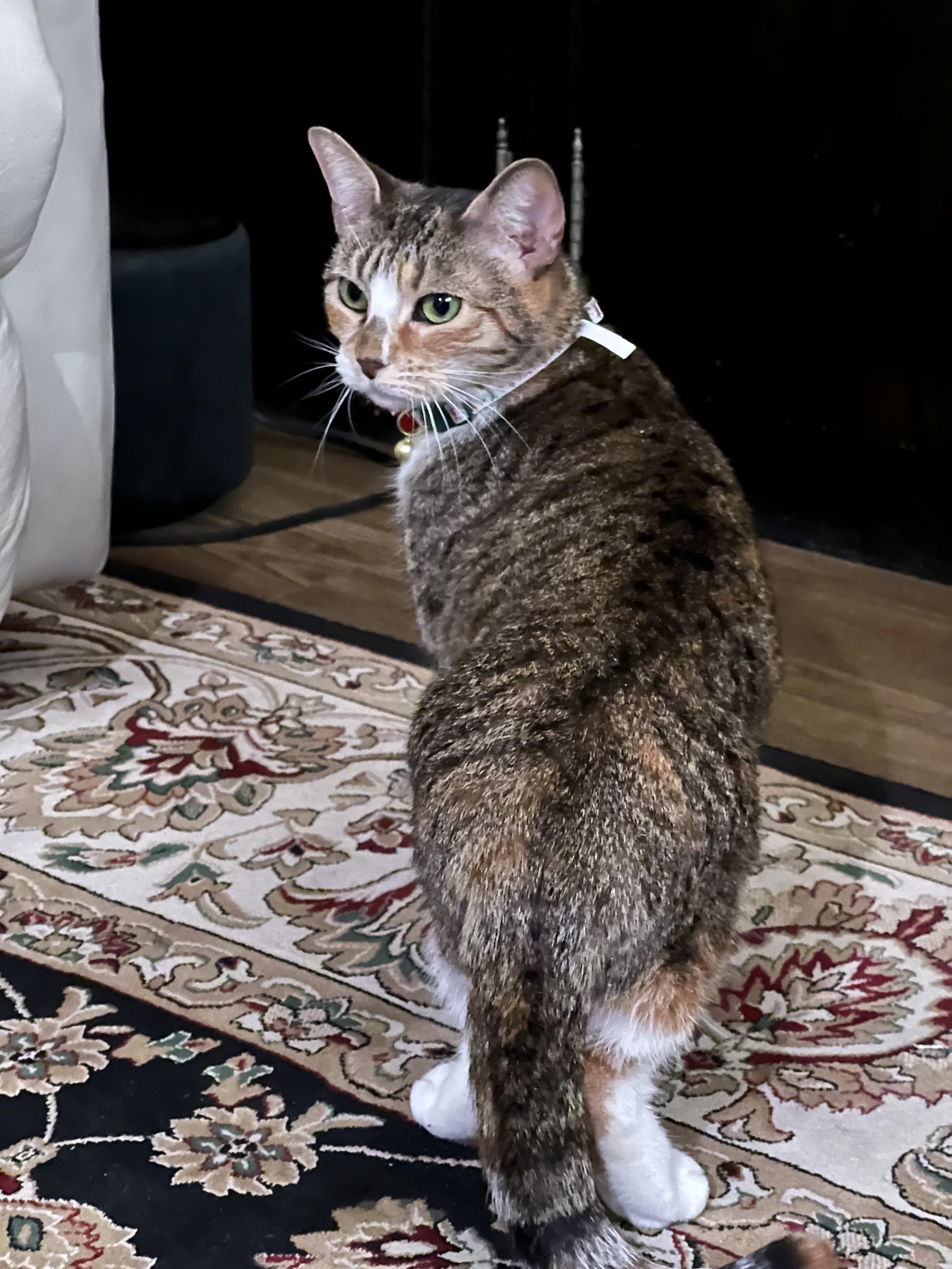 Enlarge Blair, a Adoptable Domestic Short Hair in Staten Island, NY image 5/6