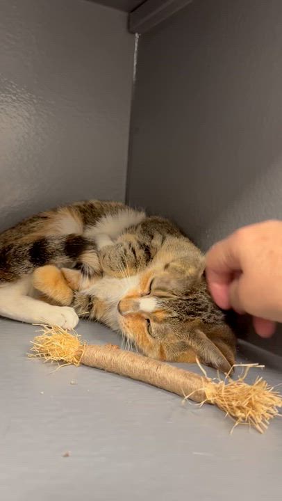 Enlarge Blair, a Adoptable Domestic Short Hair in Staten Island, NY video 5/5