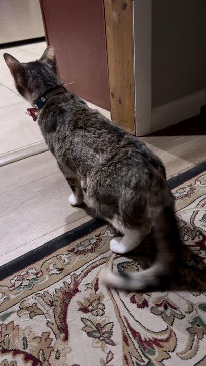 Enlarge Blair, a Adoptable Domestic Short Hair in Staten Island, NY video 6/6