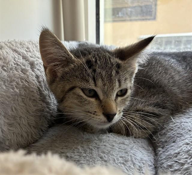 Enlarge AMETHYST, a Adoptable Domestic Short Hair in Sarasota, FL image 1/1