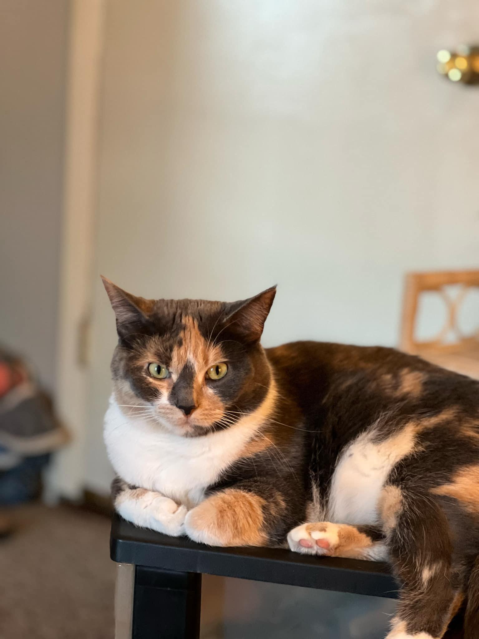 Patches, Adult Female Calico