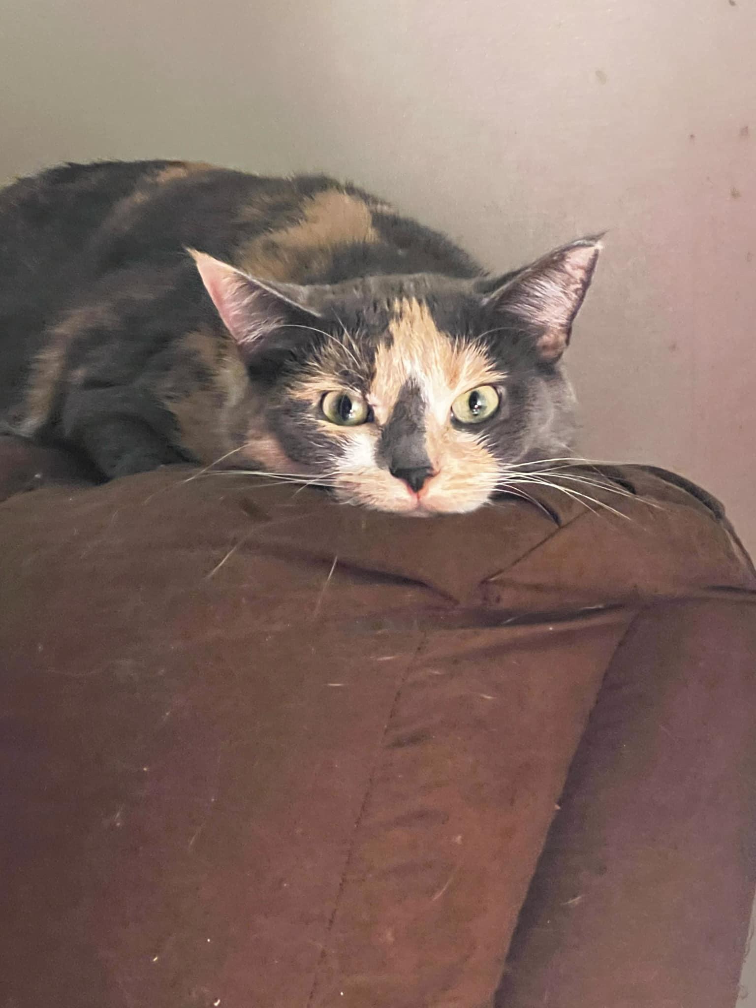 Patches photo 3