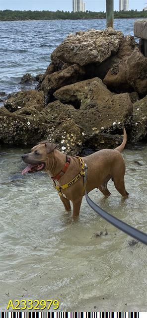 BEAU, Adoptable, Adult Male Mixed Breed.