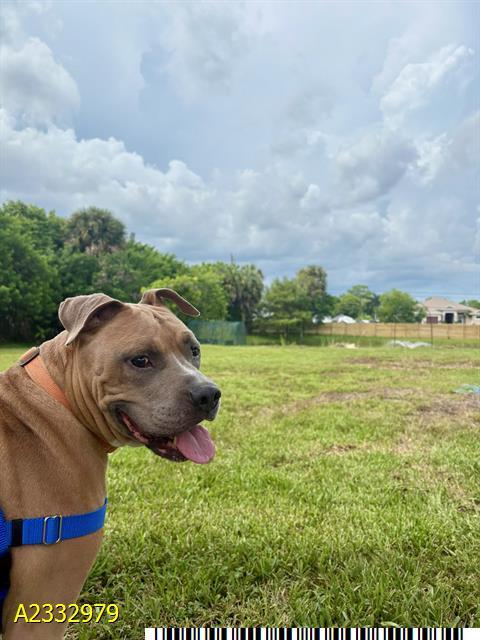 BEAU, Adoptable, Adult Male Mixed Breed.
