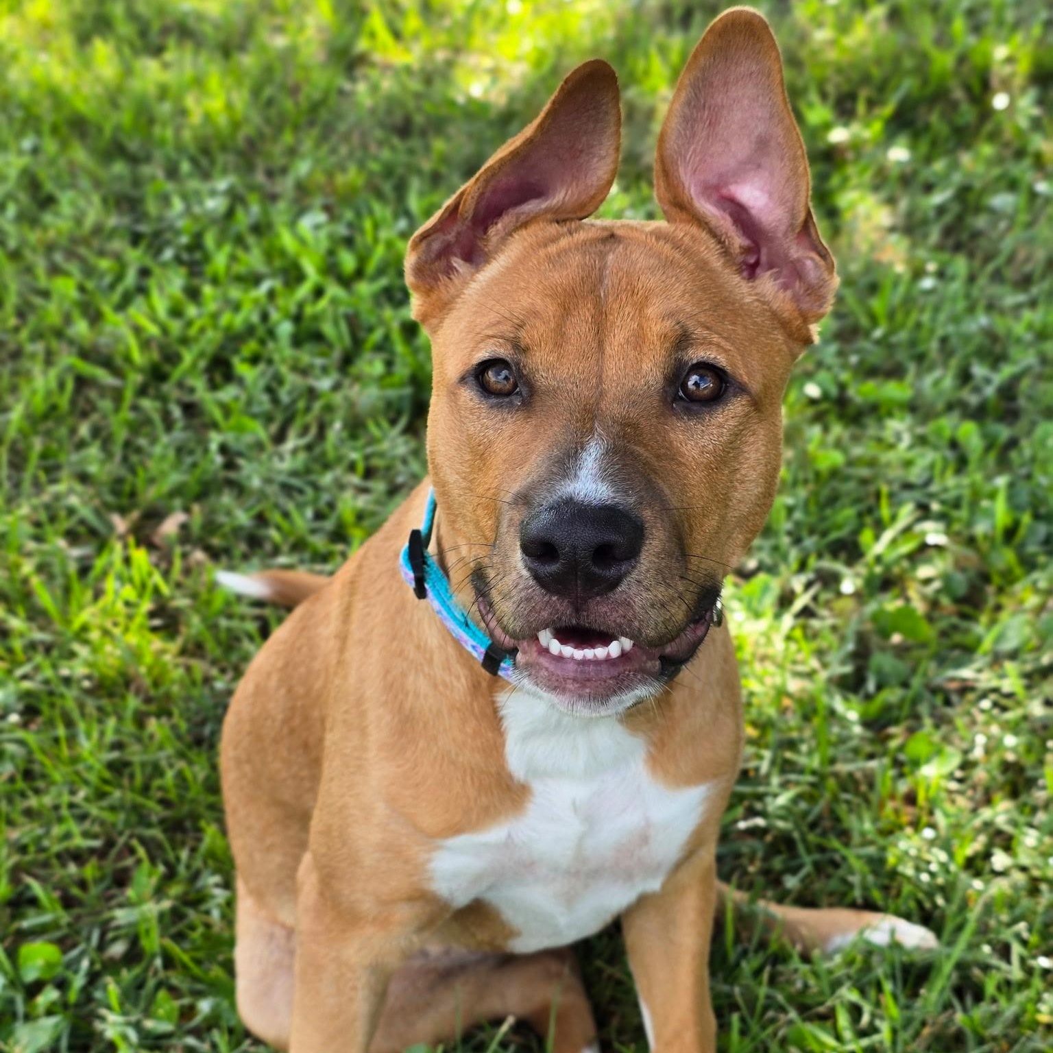 Dancer (Maggie), adoptable, Young Female Mixed Breed.