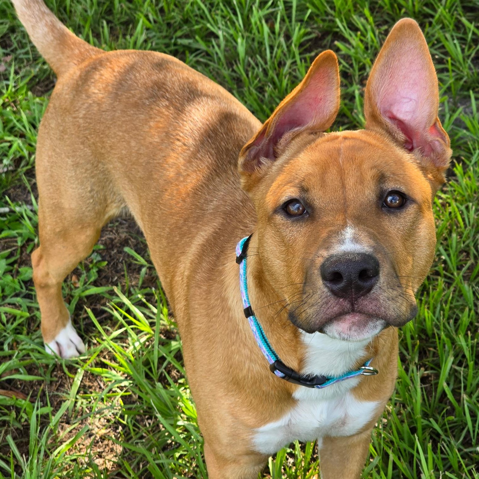 Dancer (Maggie), an adoptable Mixed Breed in Deltona, FL image 2/4