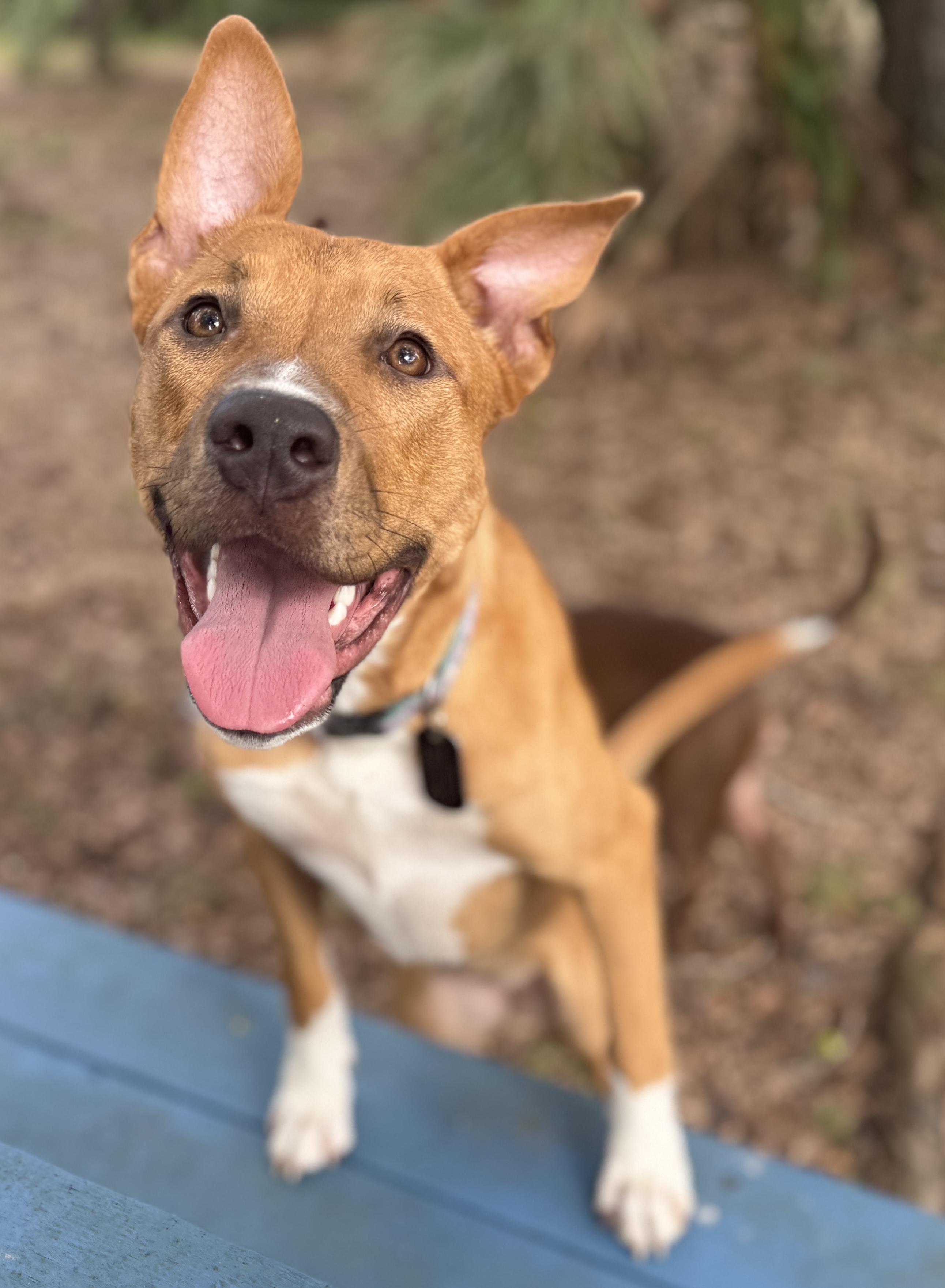 Enlarge Dancer (Maggie), a Adoptable mixed breed in Deltona, FL image 2/6