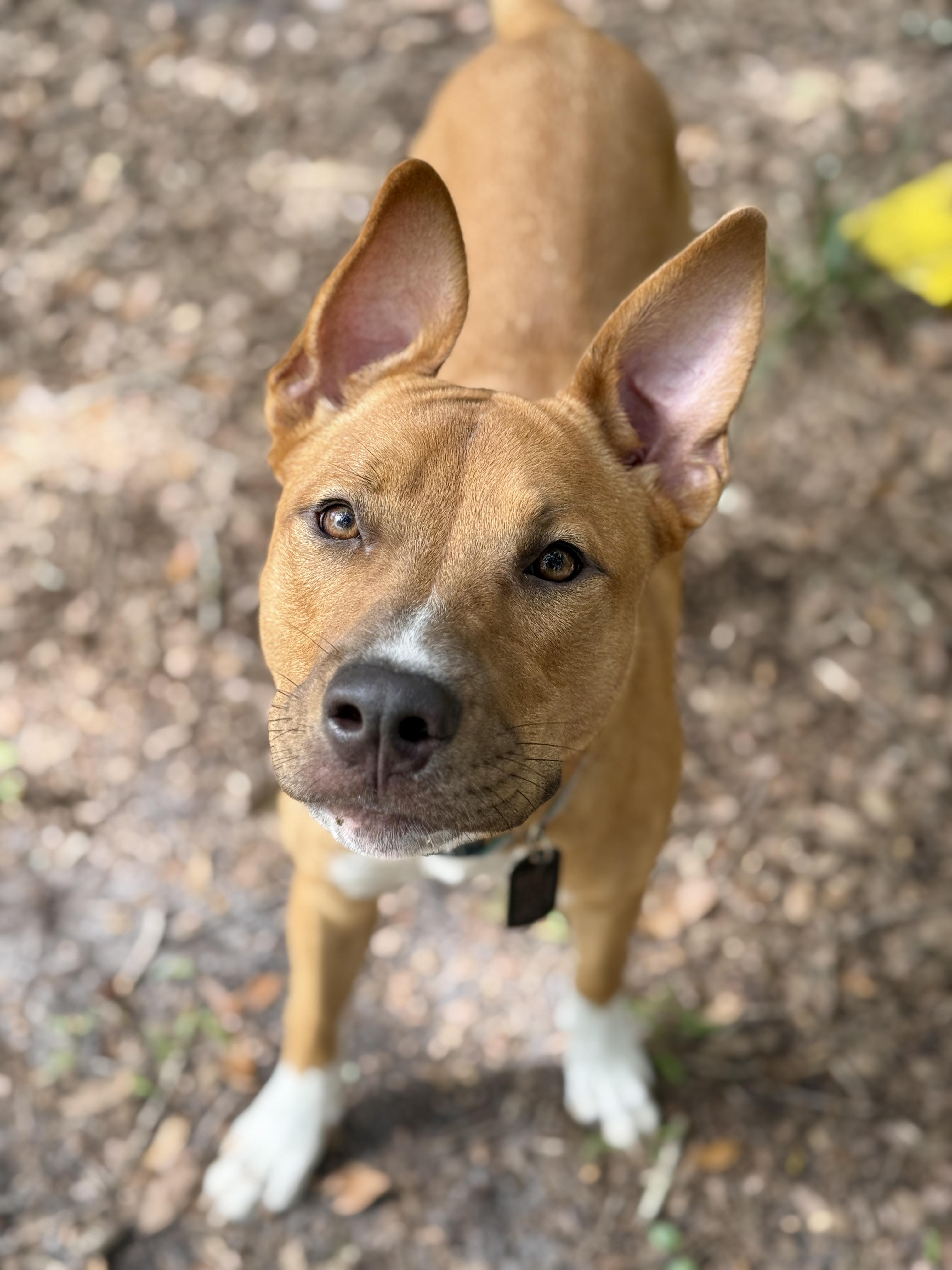 Enlarge Dancer (Maggie), a Adoptable mixed breed in Deltona, FL image 5/6