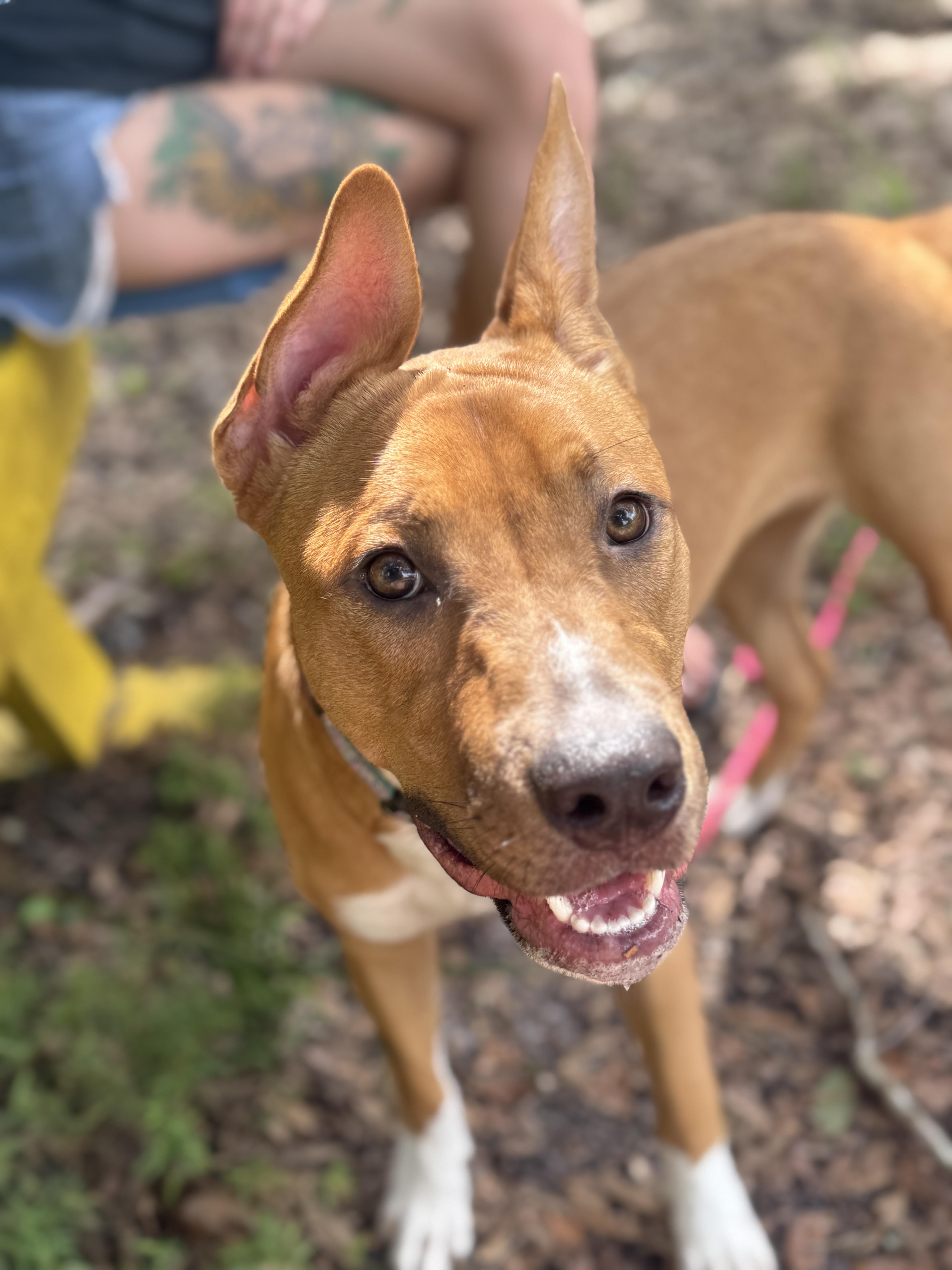 Dancer (Maggie), an adoptable mixed breed in Deltona, FL image 4/4