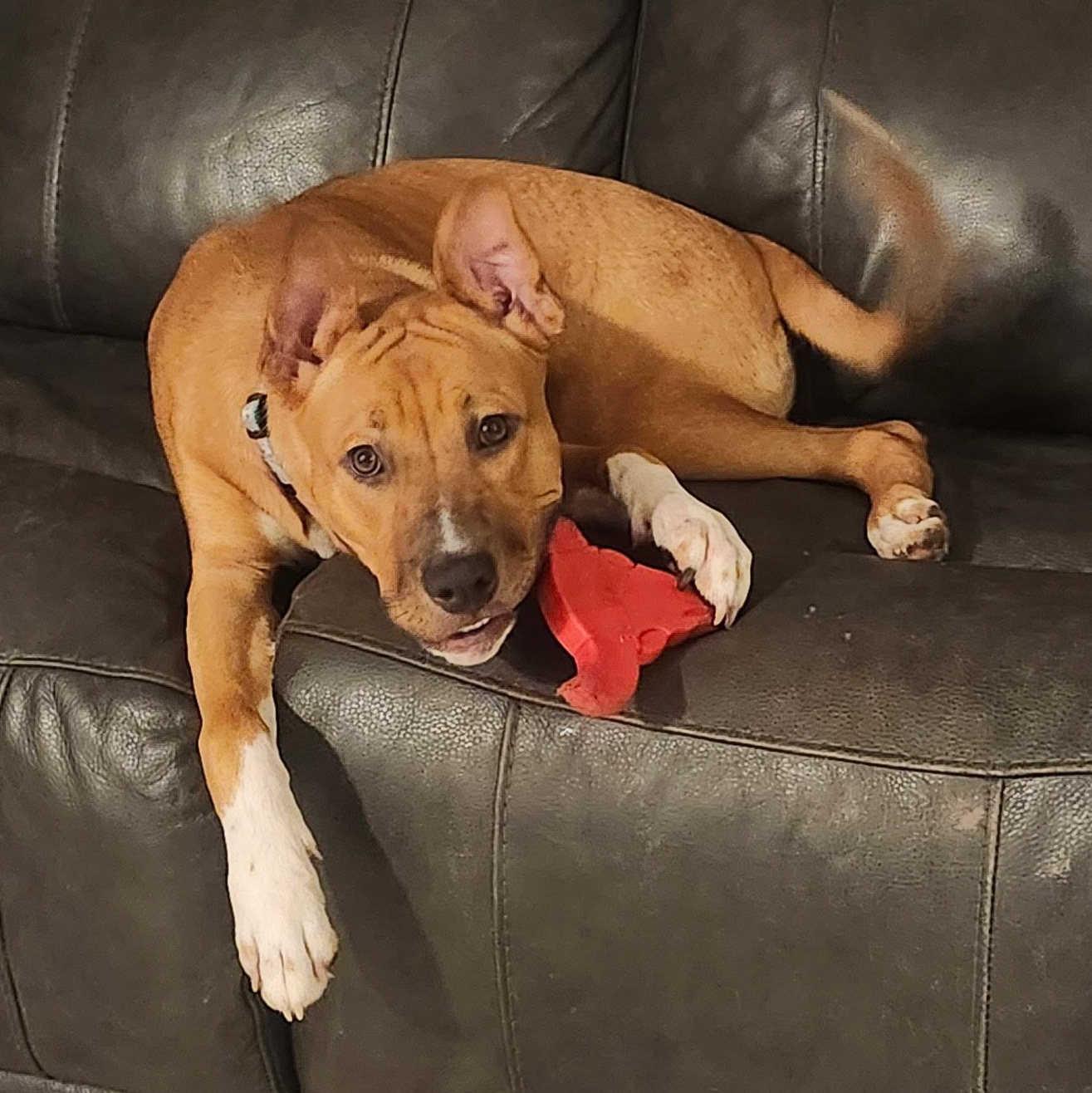 Dancer (Maggie), an adoptable Mixed Breed in Deltona, FL image 3/4