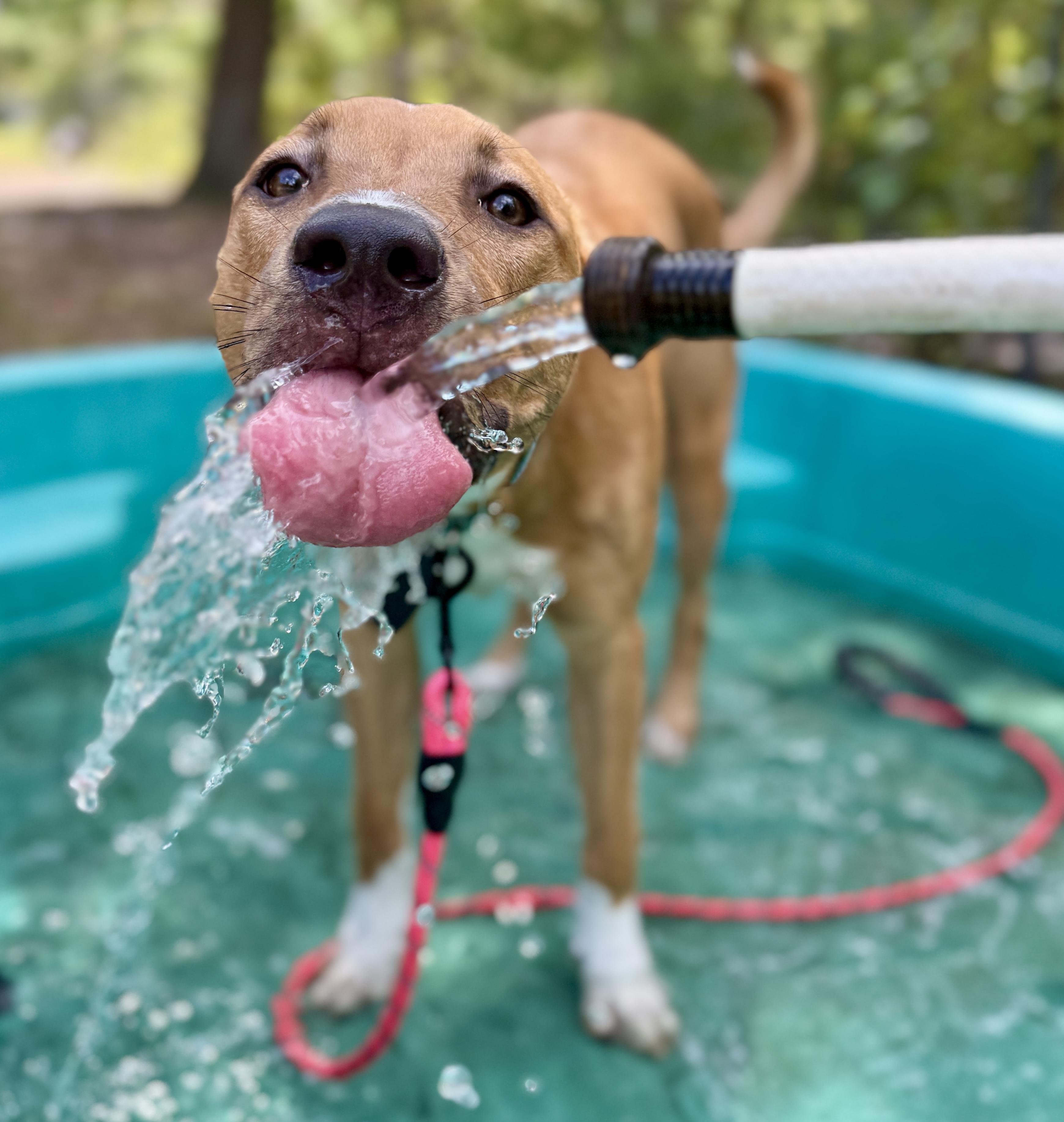 Dancer (Maggie), an adoptable mixed breed in Deltona, FL image 1/4