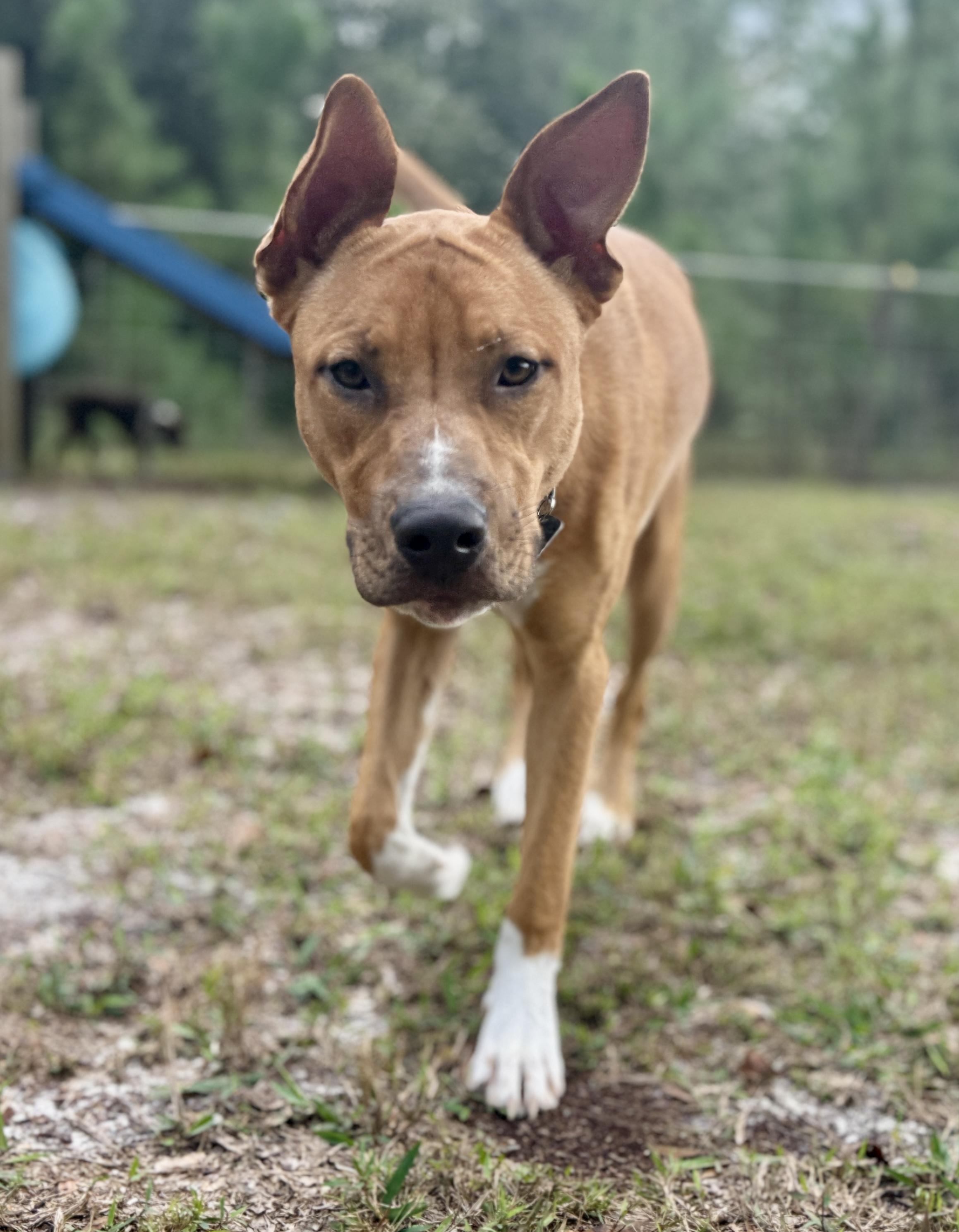 Enlarge Dancer (Maggie), a Adoptable mixed breed in Deltona, FL image 4/6