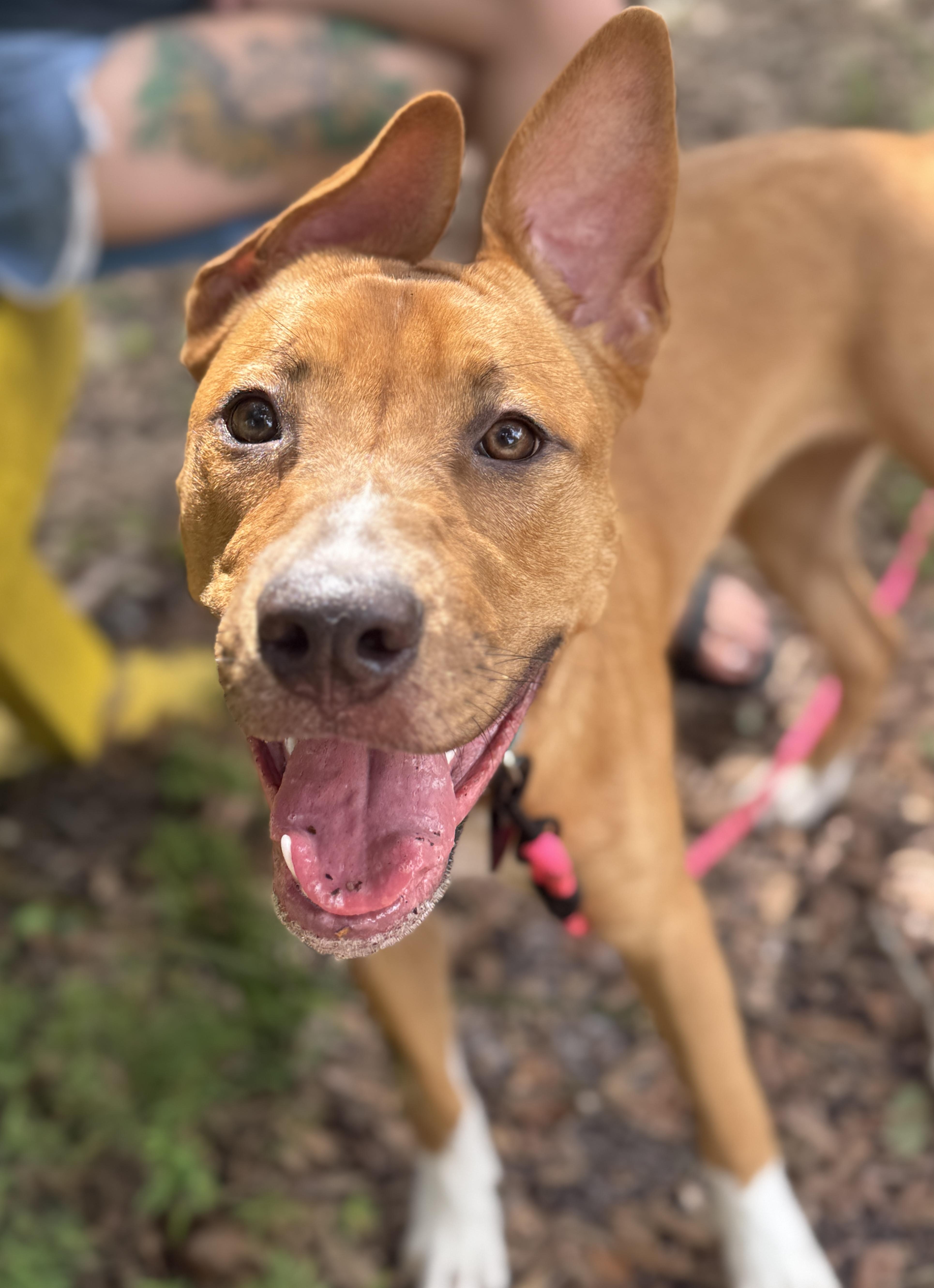 Dancer (Maggie), an adoptable mixed breed in Deltona, FL image 2/4