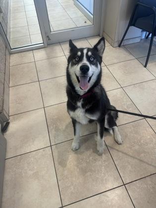 Dash, Adoptable, Adult Male Husky & Mixed Breed.