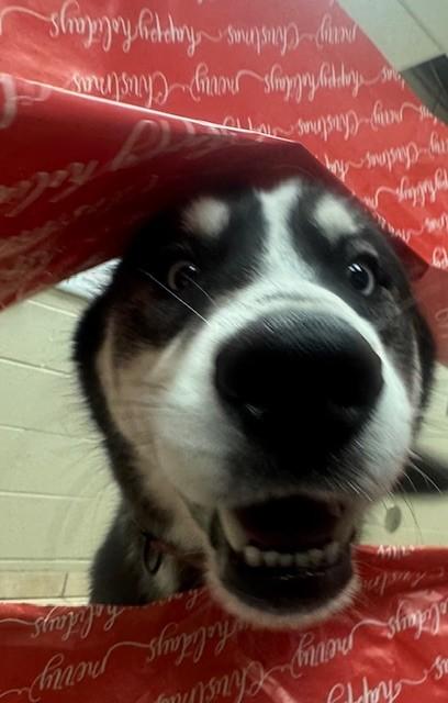 Enlarge Dash, a Adoptable mixed breed in Farmers Branch, TX image 2/3