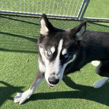 Enlarge Dash, a Adoptable mixed breed in Farmers Branch, TX image 3/3