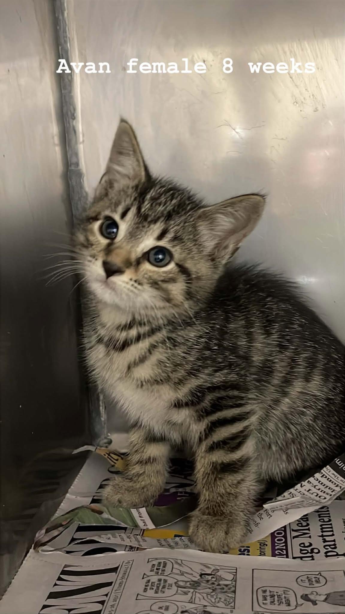 Avan, ADOPTABLE, Kitten Female Domestic Medium Hair.