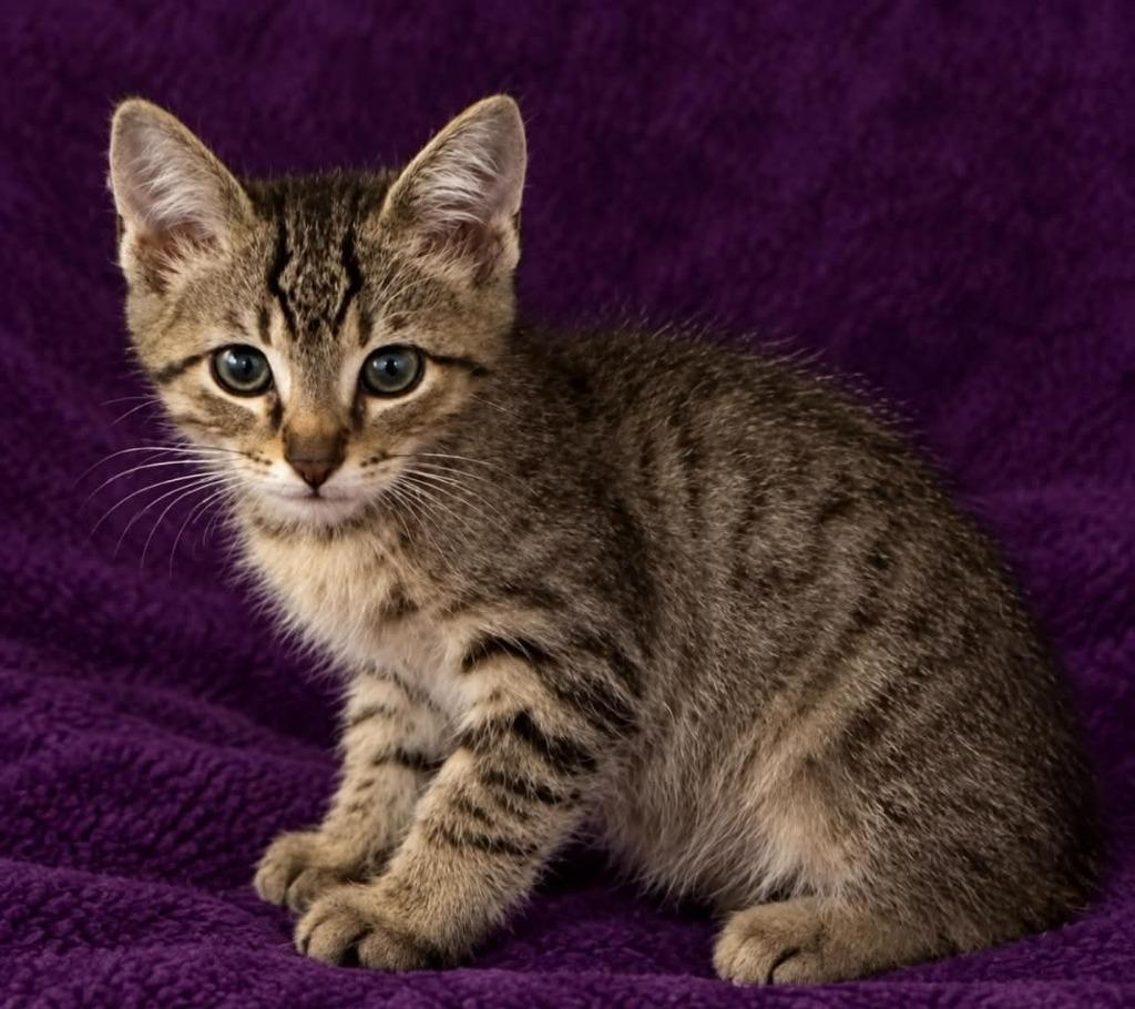 Enlarge Rory, a Adoptable mixed breed in Columbia, TN image 1/1