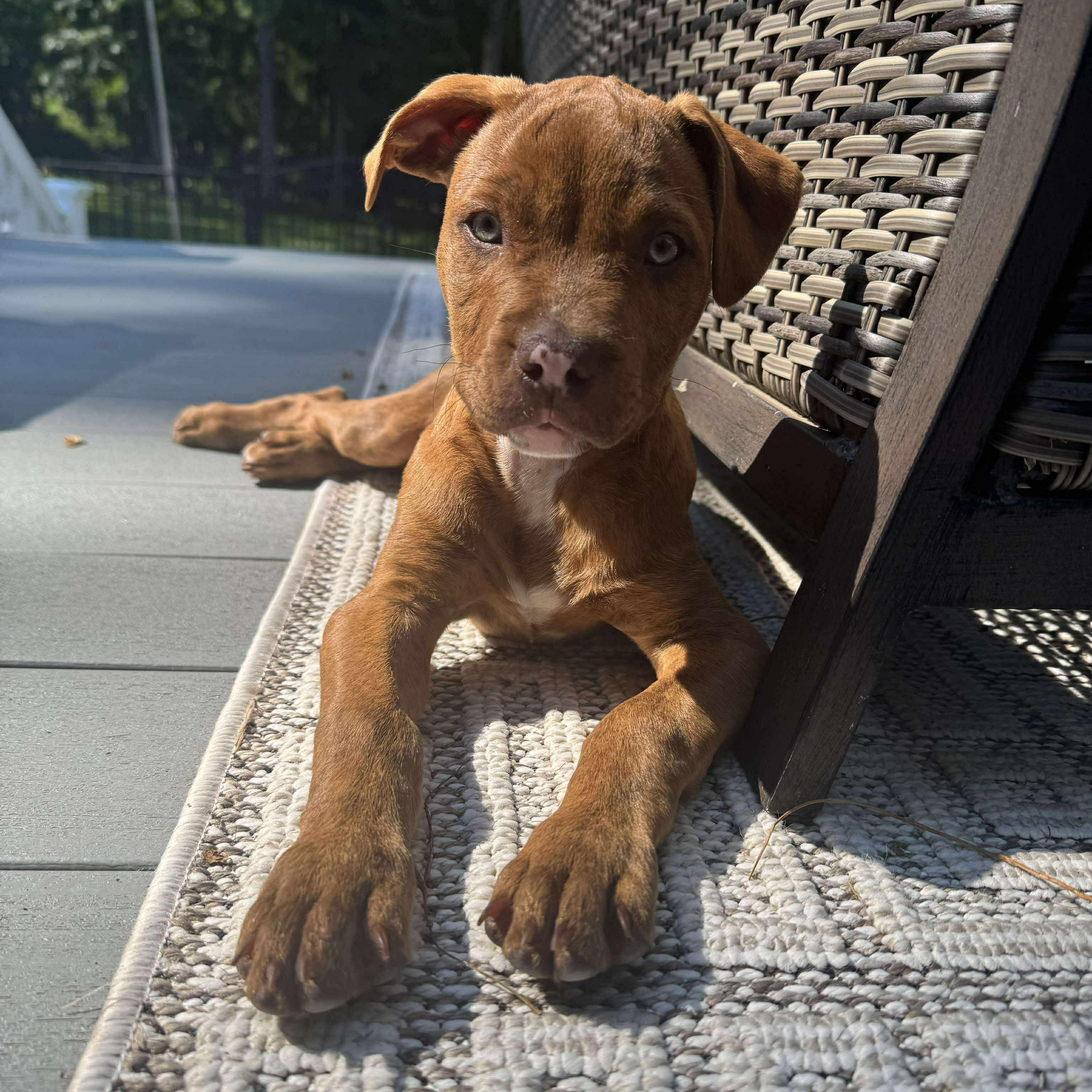 Beau, Baby Male Pit Bull Terrier
