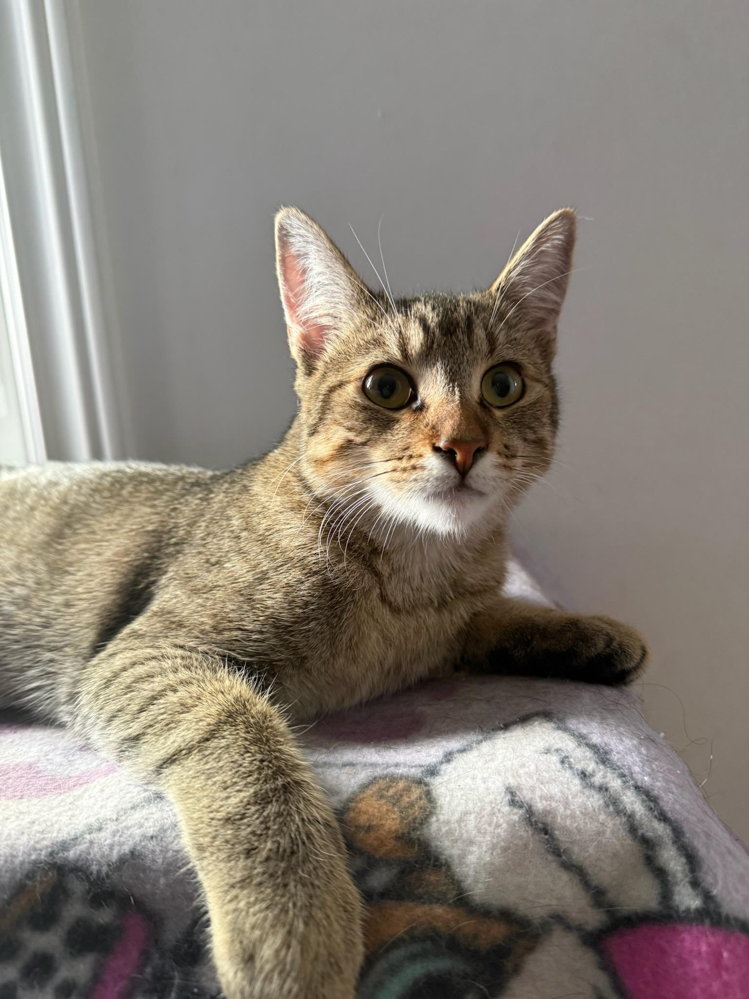 Citrine (f) Grey tabby  6months