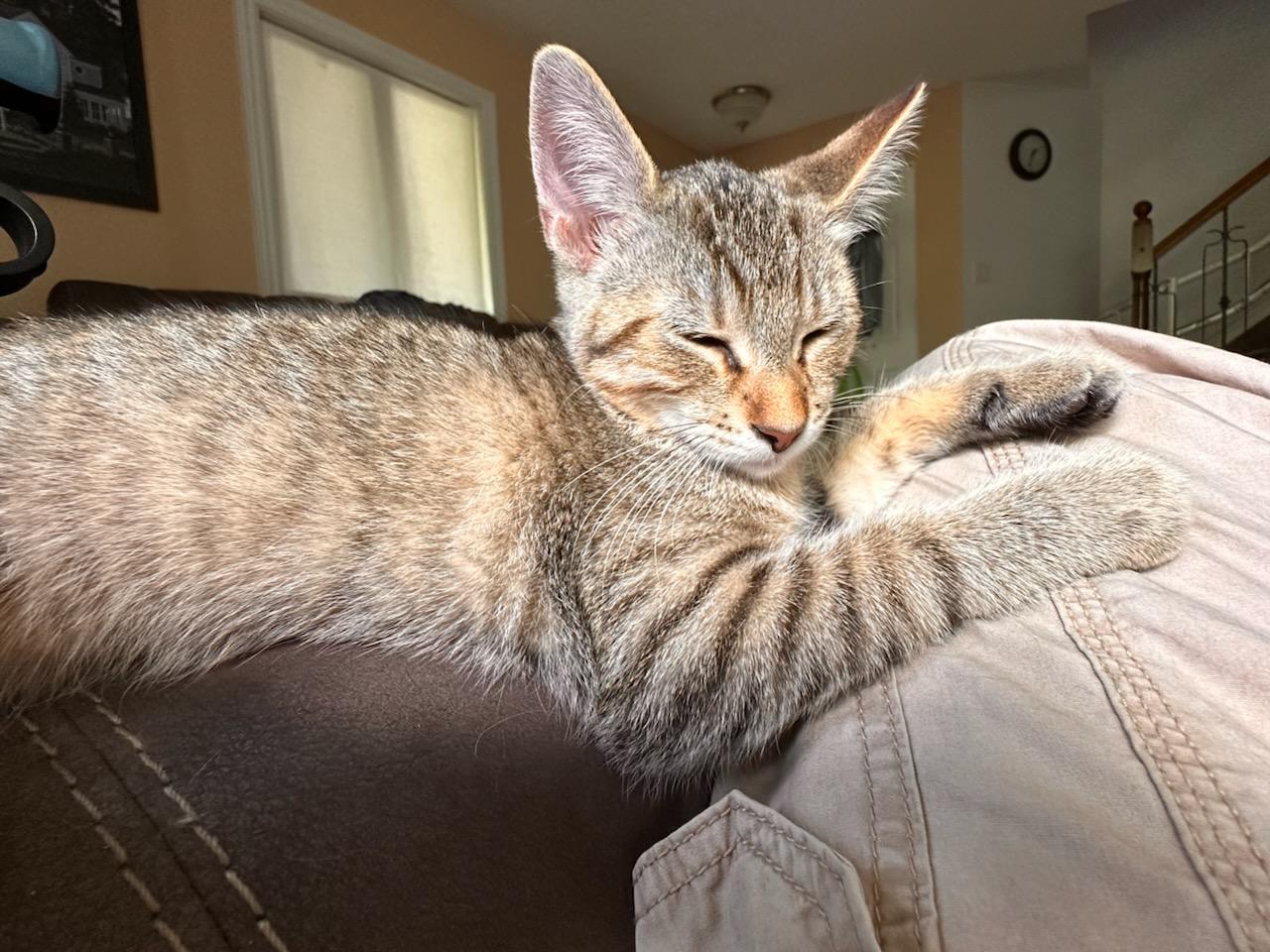 Citrine (f) Grey tabby  6months